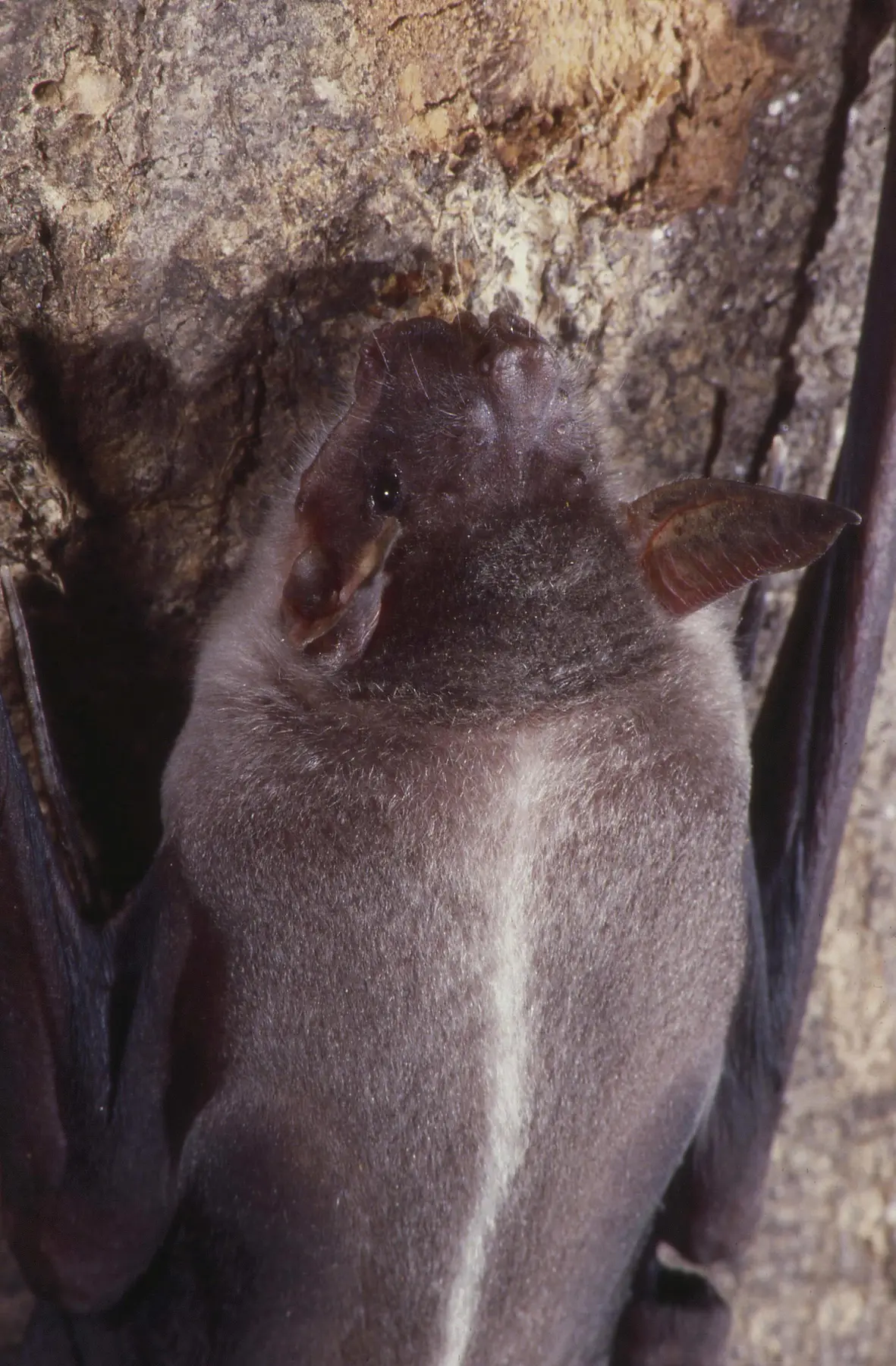 A greater bulldog bat, Noctilio leporinus, an adult kept in captivity