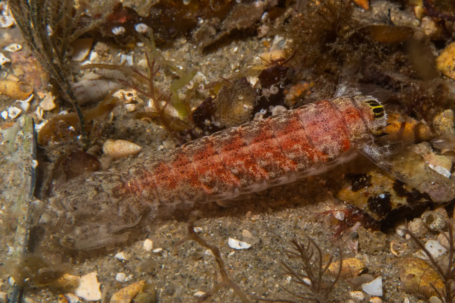 A slender mantis shrimp, Austrosquilla osculans
