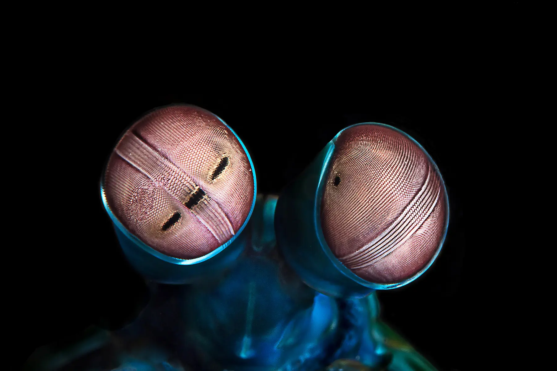 The eyes of a peacock mantis shrimp, Odontodactylus scyllarus, in close-up