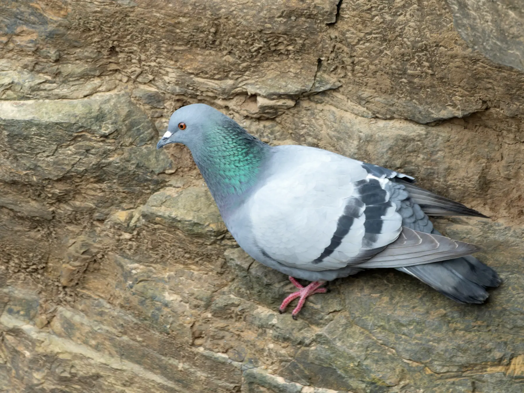 A wild rock dove, Columba livia, at Duncansby Head, Caithness, Scotland